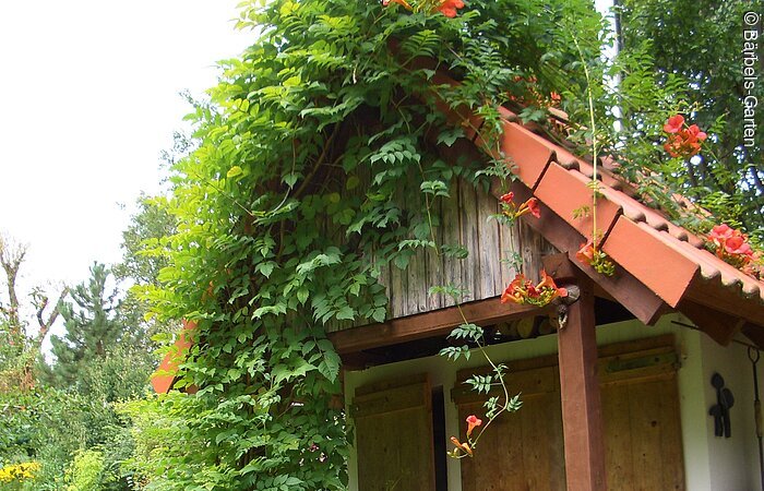 Bärbels Garten