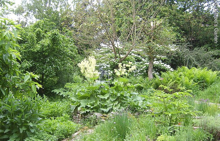 Bärbels Garten