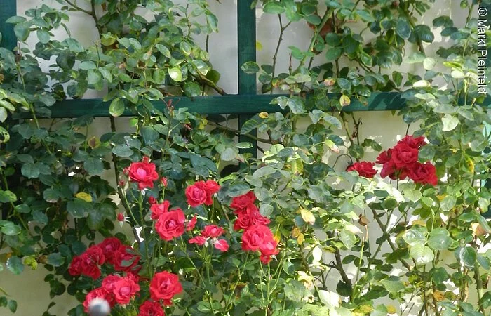 Rosen so rot.