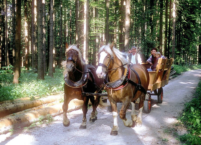 Pferdekutsche im Stadtwald