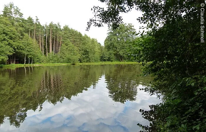 Blick auf den Fichtlesweiher. Im Wasser spiegeln sich die grünen Bäume und Sträucher des Ufers und der blaue Himmel.