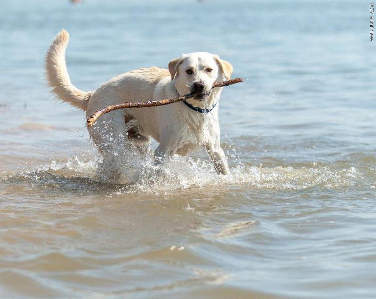 Weißhaariger Hund spielt im Wasser mit einem Stock.