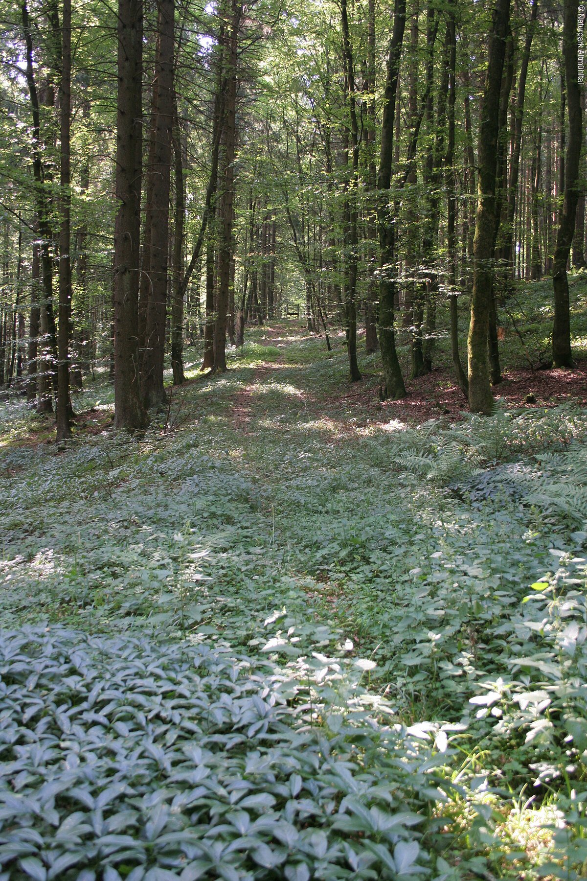 Römerstraße im Raitenbucher Forst in der Nähe des Hohllochs