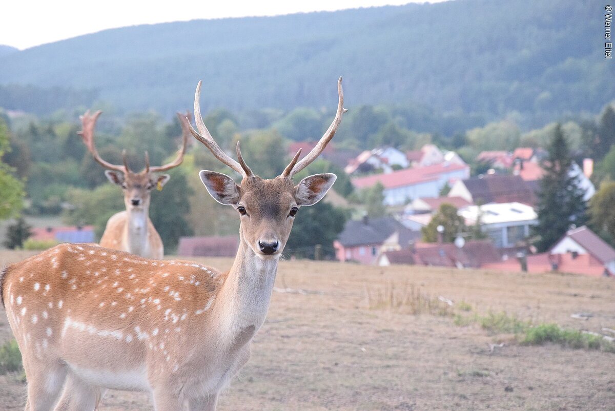 Zwei junge Hirsche mit Geweih auf einer Wiese. Im Hintergrund Häuser.