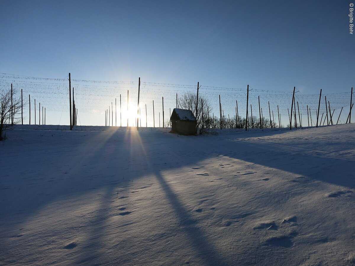 Ein weiß verschneites Feld. Im Hintergund ein leeres Hopfenfeld und kleiner Schuppen. Die Sonne steht tief am Horizont.