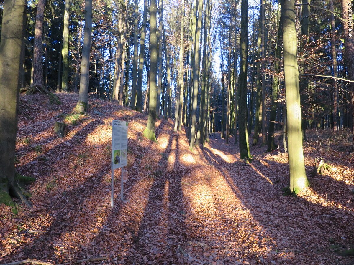 Blick in einen Wald. Die Bäume sind kahl, der Boden ist mit braunem Laub bedeckt. In der Mitte steht ein Infromationsschild.