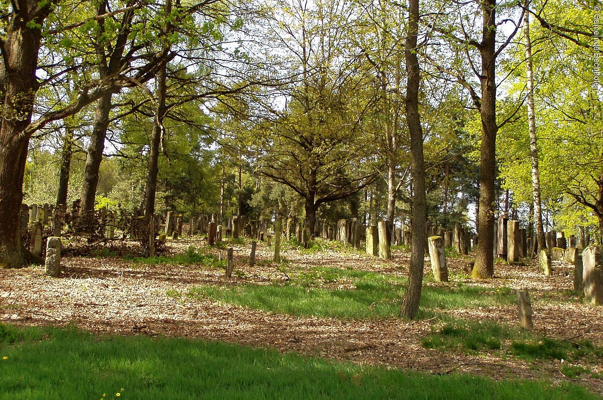 Ein Friedhof im Wald. Neben den vermossten Grabsteinen stehen Bäume.