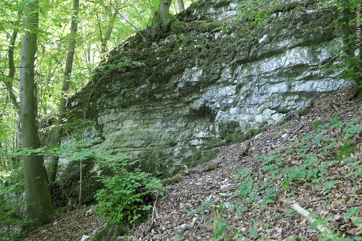 In einem Wald befindet sich eine Felswand aus geschichtetem Gestein, die teils von Moos überwachsen ist.