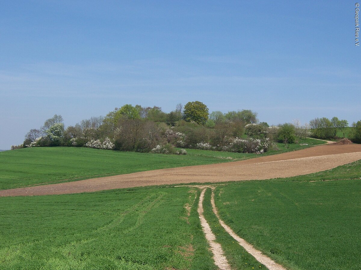 Auf einer Wiese stehen Reihen mit Büschen und Bäumen. Im Vordergrund ist ein Acker, Wiesen und ein Feldweg zu sehen.