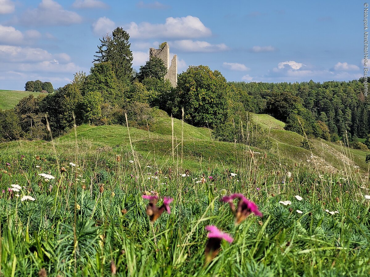 Wiese mit Wildblumen im Vordergrund, Burgruine und Bäume im Hintergrund.