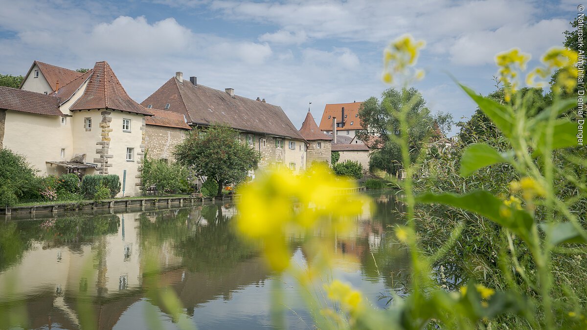 Stichvillenpark bei Weißenburg Fluss mit mittelalterlichen Gebäuden im Hintergrund, gelbe Blumen im Vordergrund.