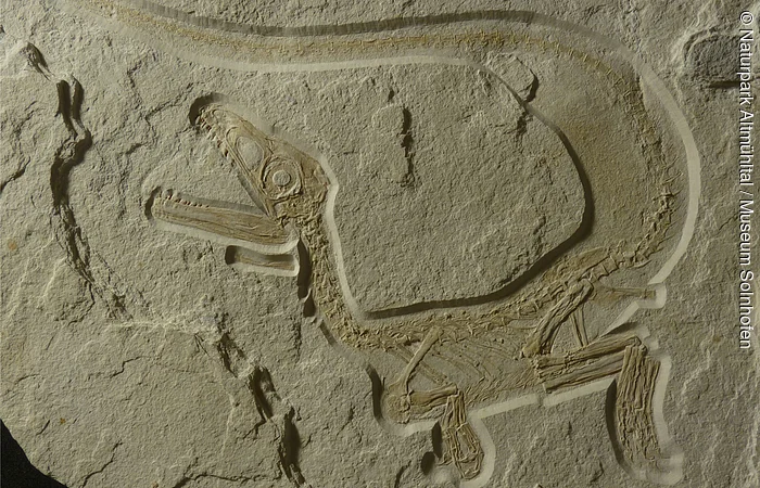 Fossil eines kleinen Dinosauriers mit langem Schwanz und geöffnetem Maul in einem Stein eingebettet.
