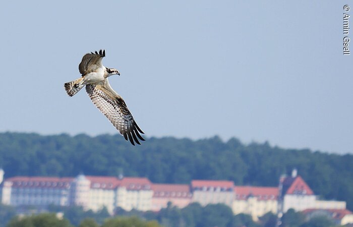 Fischadler Ein Fischadler im Flug. Im Hintergund eine lange Burg.