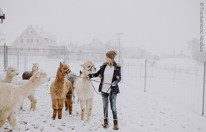 Eine junge Frau steht auf einer Weide. Es schneit. Die Frau hält die Zügel von zwei Alpakas in der Hand. Insgesamt sind fünf Alpakas auf der Weide.