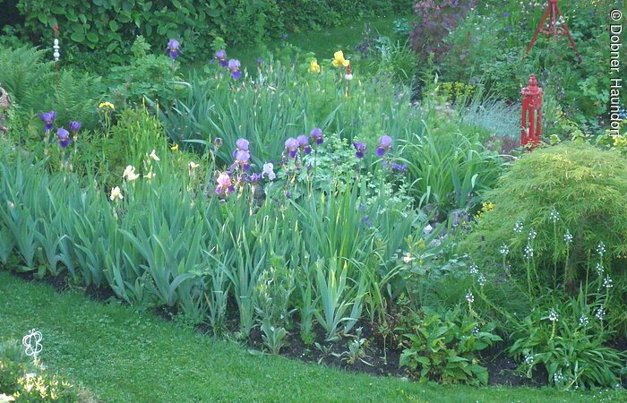 Blumenfoto im Garten von Familie Dobner.