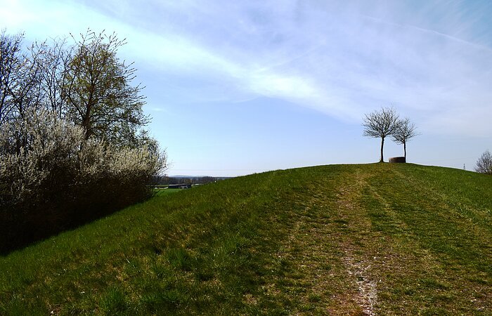 Grüne Landschaft im Frühling Eine große grüne Wiese. Links Bäume und Büsche. I Hintergund zwei einzelne Bäume.