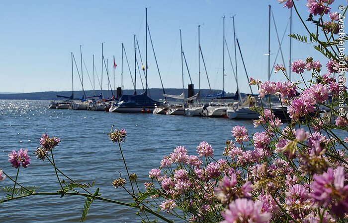 Der Segelhafen von Enderndorf am Großen Brombachsee mit einem Strauch in voller Blüte im Vordergrund Segelhafen in Enderndorf mit rosafarbenen Blumen im Vordergrund vor dem glitzernden großen Brombachsee.