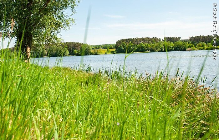 Rothsee Nähere Aufnahme einer grünen Uferwiese. Der See im Hintergund schimmert im Sonnenlicht. Am anderen Ufer gegenüber Bäume und Sträucher.