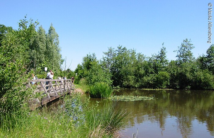 Der Rothsee hünsch eingebettet zwischen grünen Pflanzen, Bäumen und Sträuchern. Links verläuft eine kleine Holtbrücke über den See.