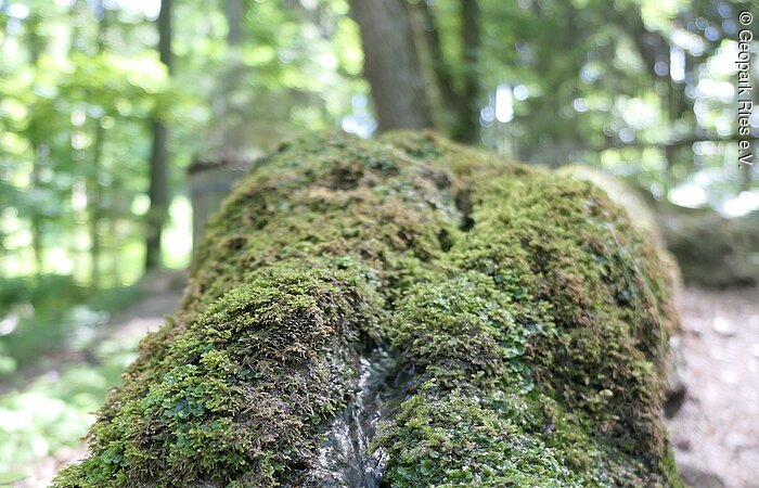 In einer moosbewachsenen Rinne fließt ein kleines Wasserrinnsal.