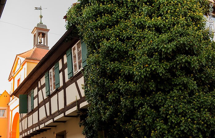 Seitliche Ansicht eines Fachwerkhauses. Braune Balen und weiße Fassade mit grünen Fensterläden. Die vordere Hälfte des Hauses ist mit Efeu bewachsen.