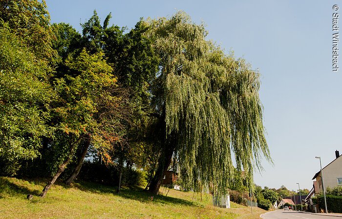 Ausschnitt einer geteerten Straße. Recht daneben ein grüne Wiese. Darauf stehen Bäume.