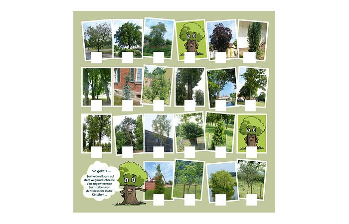 Baumquiz Bilder von Bäumen in drei Fünferreihen