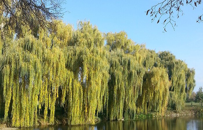 Trauerweiden Taruerweiden stehen am Ufer eines Weiher. Die Bäume spiegeln sich im Wasser.