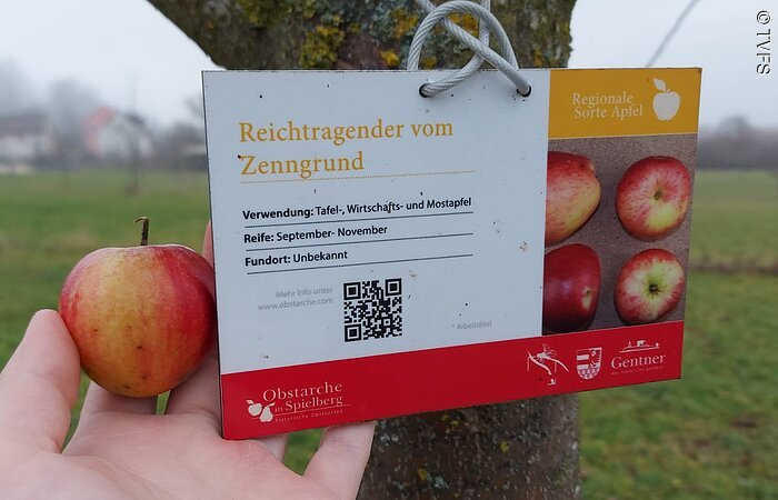 Eine Hand hält einen kleinen Apfel in der Hand. Von einem Baum hängt ein kleines Infromationsschild zur Apfelsorte des Baumes: Recihtragender vom Zenngrund.