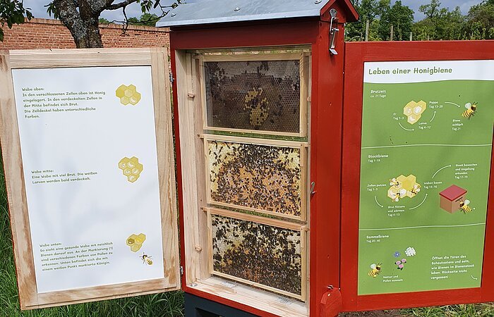 Eine Bienenstock hinter einer Glasscheibe. Links und rechts sind Infotafeln am kleinen Häuschen angebracht.