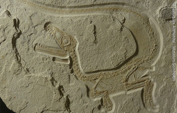 Raubsaurier "Xaveropterus" Fossil eines kleinen Dinosauriers mit langem Schwanz und geöffnetem Maul in einem Stein eingebettet.