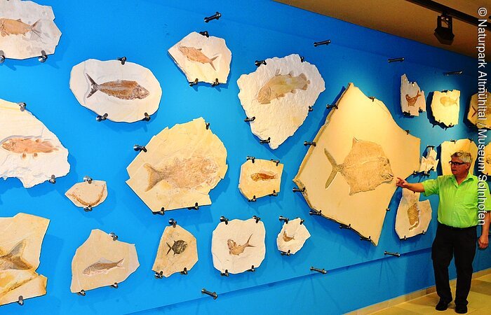 Museum Solnhofen Museumsleiter Dr. Martin Röper vor der Fischewand im Museum, die lauter versteinerte Fische zeigt.