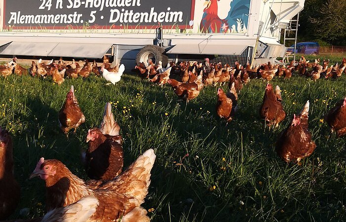 Altmühltaler Wiesen Hühner in Freilandhaltung. Hinter den Hühnern auf der Wiese, steht ein Mobilstall mit der Aufschrift 24 h SB-Hofladen Alemannstraße 5 Dittenheim