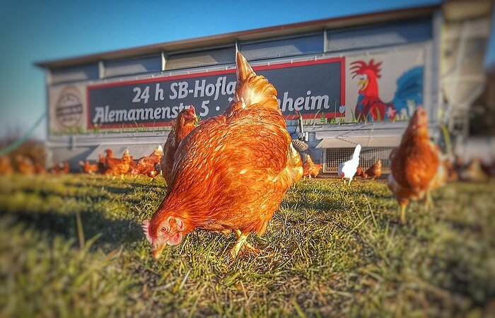 Nahaufnahme eines Altmühltaler Wiesen Huhn in Freilandhaltung. Hinter dem Huhn auf der Wiese, steht ein Mobilstall mit der Aufschrift 24 h SB-Hofladen Alemannstraße 5 Dittenheim