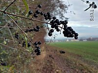 Im Fokus schwarze Beeren an einem Zweig. Im Hintergund Strücher und ein grünes Feld.