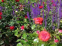Nahaufnahme eines Blumenbilds. Lila Blumen mit roten Rosen strahlen im Barockgarten.