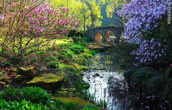 Schlosspark Dennenlohe Schlosspark Dennenlohe Brücke mit Teich mit Rhododendron- und Magnolienblüte