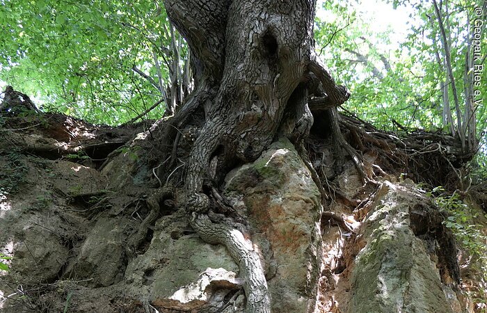 An einem Hang schmiegt ein Baum seine Wurzeln um Gesteinsbrocken.