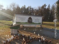 Hühner in Freilandhaltung. Die Hühnerschar hat die From eines Herzens. Im Hintergund ein Mobilstall.