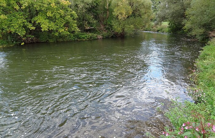 Blick auf die Rednitz. Am Ufer entlang der Rednitz reihen sich Bäume.