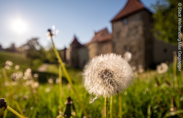 Schießgrabenmauer Schießgrabenmauer