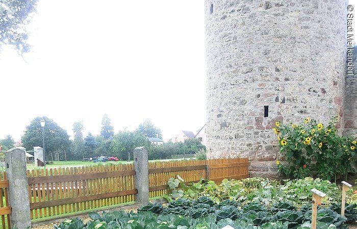 Wuchtige Krautsalate wachsen am Stadtmauergraben.