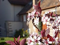 Rosarote Zierkirschenblüte