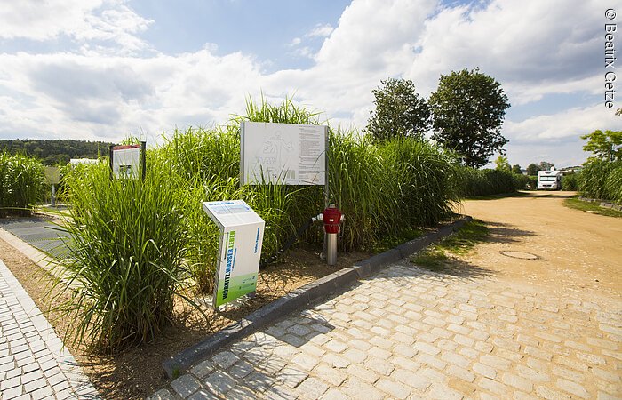 Grau gepflasteter Boden. Mittig im Bild wachsen grüne Sträcuher. Davor stehen zwei Infotafeln. Im Hintergund weitere Sträcuher und Bäume sowie blauer Himmel mit weißen Wolken.