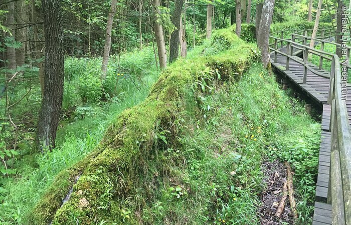 Durch einen grünen Wlad verläuft ein Holzsteg entlang der steinernen Rinne. Ein grün bewachsener Kalktuffdamm.
