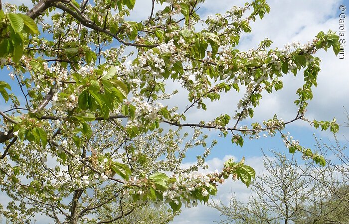 Obstbaumblüte