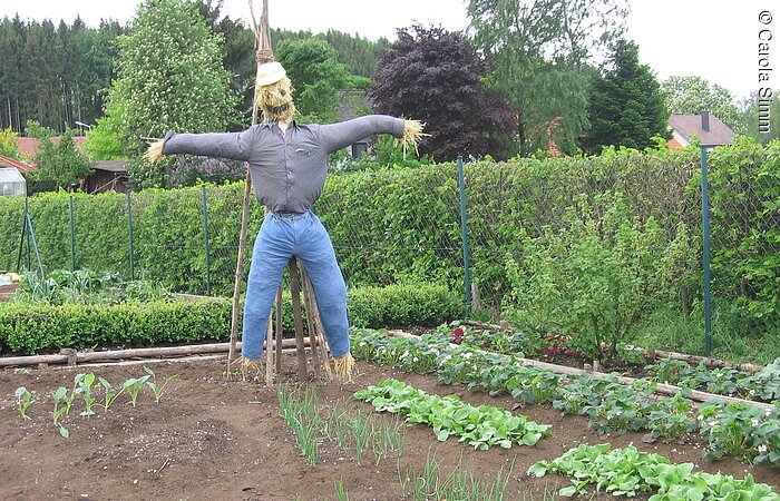 Vogelscheuche im Nutzgarten