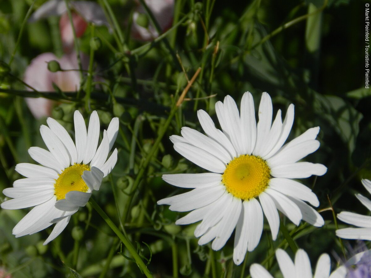 Blumen