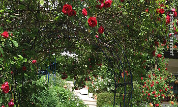 Rosenspalier im Garten der Fam. Dobner